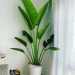 Office Plant Travellers Palm Big 3m