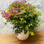 Bushy Bougainvillea