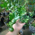 Kalamansi 150-160cm (Lime Tree)