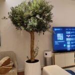 Olive Tree Premium from Spain 30 yr old 2.5m to 3m - Image 2