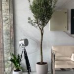 Office Plant Olive 1.8m to 2m PROMO - Image 2