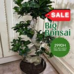 Bonsai in Classy Pot Promo