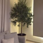 Big Olive Height 2m on Clearance Sale