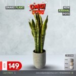 Snakeplant in Concrete Grey NEW