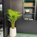 Areca Holland in Fiber