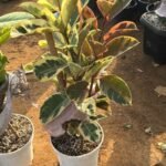 Rubber plant elastica variegated limited stocks