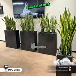 Snakeplant Office Plants in Fiber Long Each - Image 5