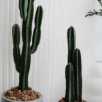 Cactus Holland Premium Bundle New