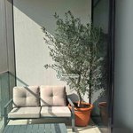 Olive Tree from Spain 2m - Image 2