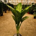 Dieffenbachia in Nursery Pot Premium