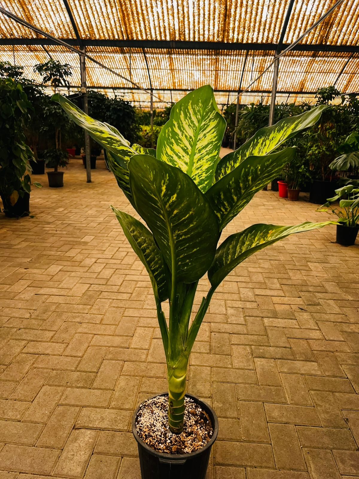 rn-image_picker_lib_temp_8bdf917b-5131-4ea2-ae34-8433d5bb0e5e.jpg Dieffenbachia in Nursery Pot Premium - Image 1