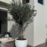 Olive Tree XXLarge Premium  Fiber Pot 2.5m to 3m