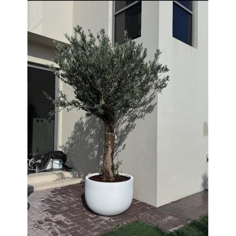 rn-image_picker_lib_temp_8eab75e2-f8a9-4251-8538-fb07667b1a7e.jpg Olive Tree XXLarge Premium Fiber Pot 2.5m to 3m - Image 1