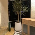 Olive Tree Indoor in Fiber 2.2m - Image 2