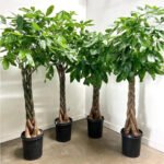 Pachira Twisted in Plastic Pot Buy 1 Get 1 Free