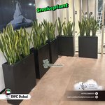 Snakeplant Office Plants in Fiber Long Each - Image 4