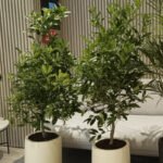 Big Lemon Tree in Fiber Beige Pot (Each)