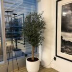 Olive Indoor Premium in Fiber From Spain - Image 2