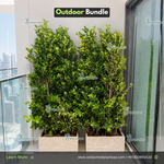 Outdoor Ficus Privacy Plant UAE