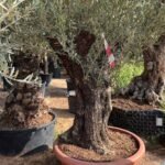 Olive Tree Aged Big Trunk 30 yrs old clearance sale Outdoor Plants Dubai - Image 2