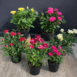 Roses Bundle 5pc PROMO