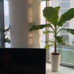 Banana Tree PROMO - Image 3