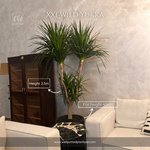 Spineless Agave in Fiber 2m Plants UAE - Image 2