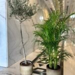 Indoor Plants Air Purifying Bundle in Beige Best Seller PROMO - Image 2