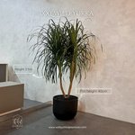 Spineless Agave in Fiber 2m Plants UAE - Image 3