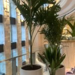 Office Plants Bundle 3pc in Fiber Pot (SAVE 700DH) Hotel Quality