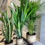 Air Purifying Bundle in Beige/White/Black NEW