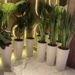 Office Plants 7 Air Plants Purifying Indoor plant