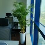 Office Plants Bundle 9pc Medium Sized Cheap Plants UAE - Image 4