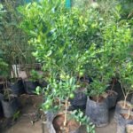 Kalamansi 150-160cm (Lime Tree) - Image 2