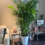 Bamboo Palm with long pot XL PROMO