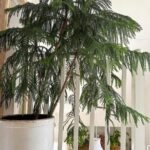 Norfolk Pine Tree  Large 1.8m to 2m
