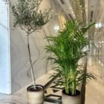 Indoor Plants Air Purifying Bundle in Beige Best Seller PROMO
