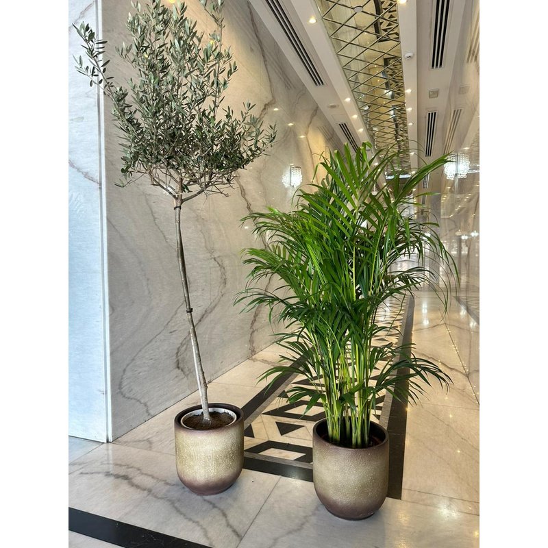 rn-image_picker_lib_temp_b8361c5c-96df-4feb-8631-dc09ac6f834b.jpg Indoor Plants Air Purifying Bundle in Beige Best Seller PROMO - Image 1