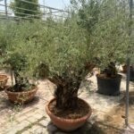 Olive Tree Aged Big Trunk 30 yrs old clearance sale Outdoor Plants Dubai - Image 3