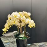 Office Plant Premium Orchid