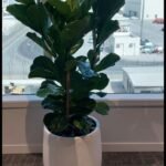Fiddle XL|180cm to 2m