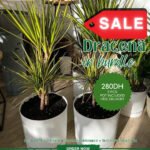 Dracaena Bundle 2pc PROMO