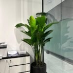 Office Plant Bird of Paradise Premium in Fiber
