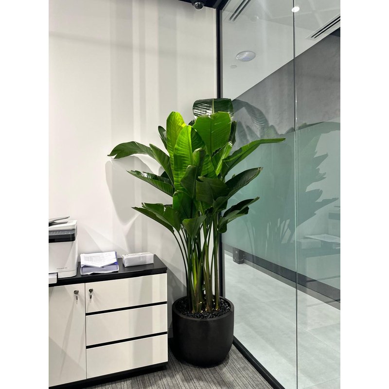 rn-image_picker_lib_temp_c24e3bd3-d9d6-46c8-85d3-62943fea6ce3.jpg Office Plant Bird of Paradise Premium in Fiber - Image 1