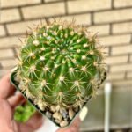 Cactus Gymno Table Plant