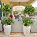 Ficus Double Head in Long Ceramic Classy Pot