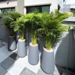 Office Plants Premium Holland Areca Bundle