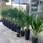 Office Plants 11 Holland Plants Bundle Best Seller New