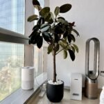 Rubber Plant in Black Matte