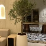 Olive Tree Indoor in Fiber 2.2m - Image 3